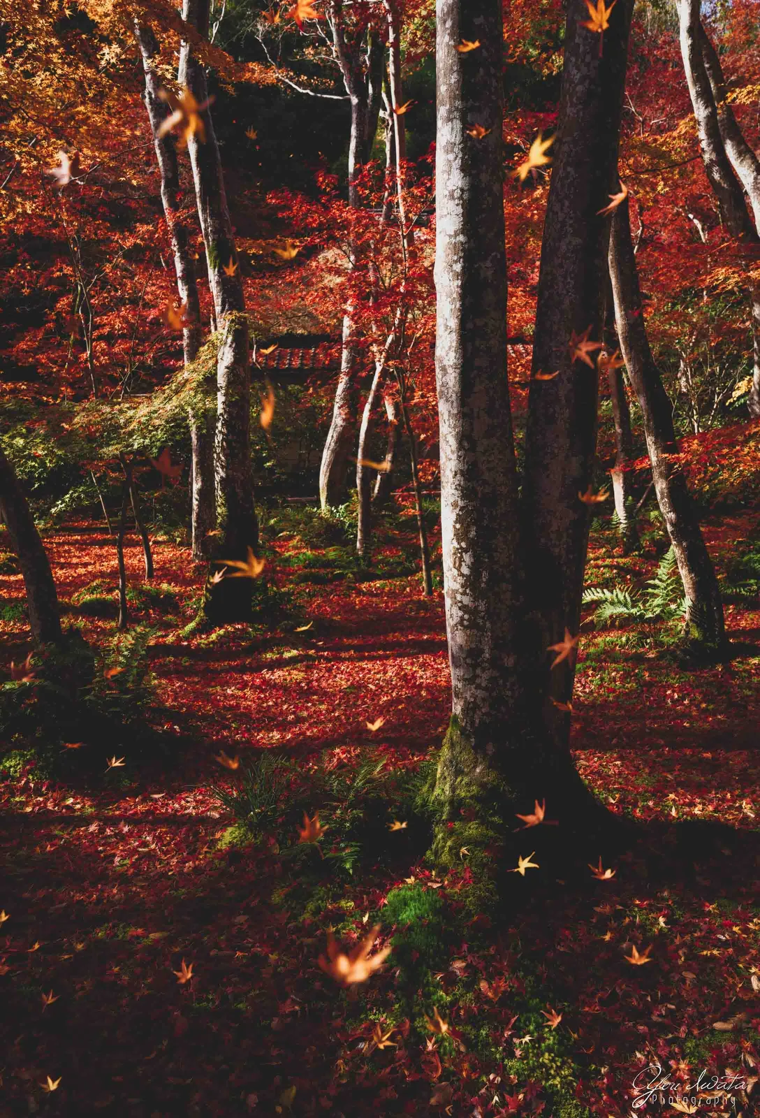 Falling Leaves — 散りゆく