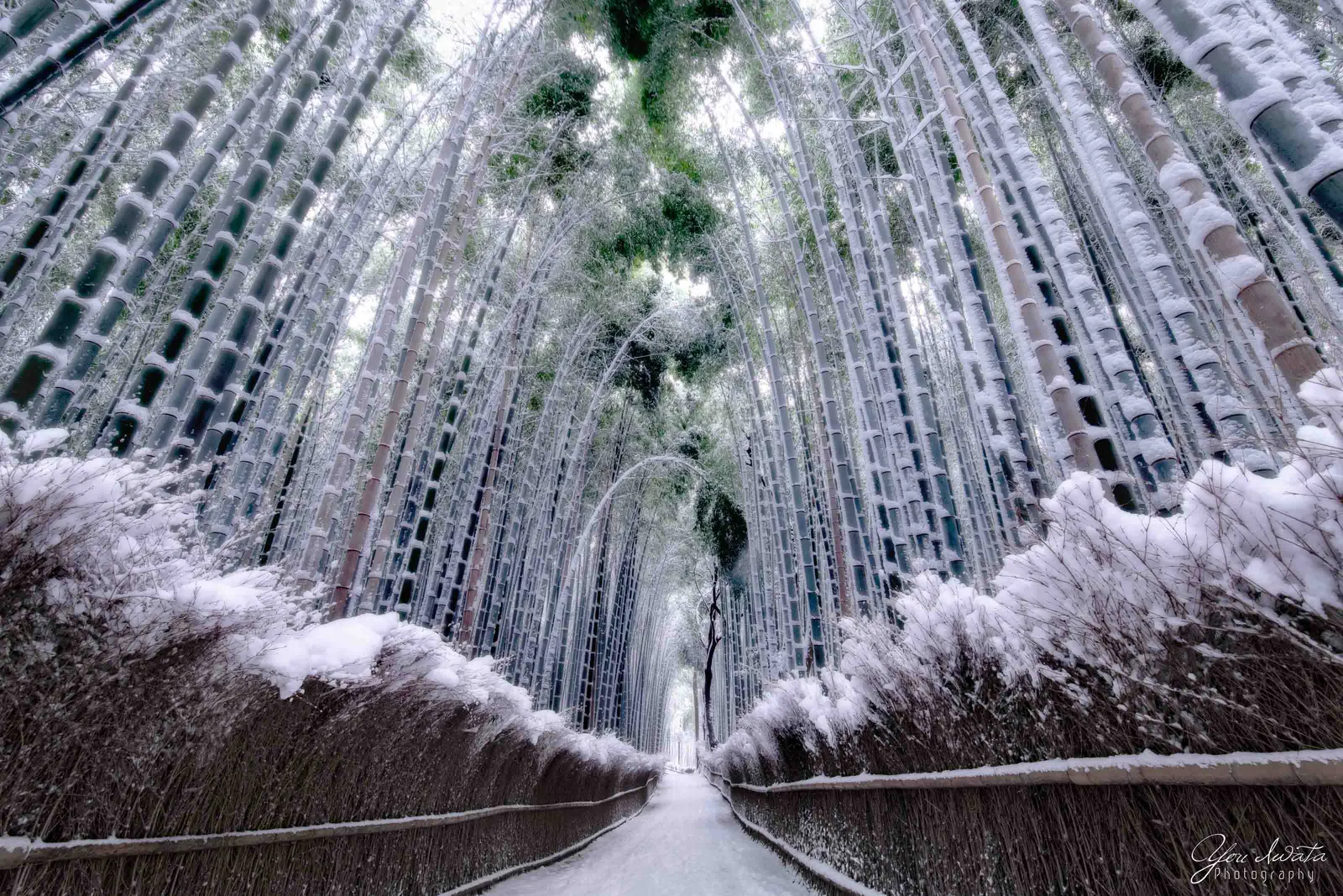 Snowbound Bamboo — 雪の回廊