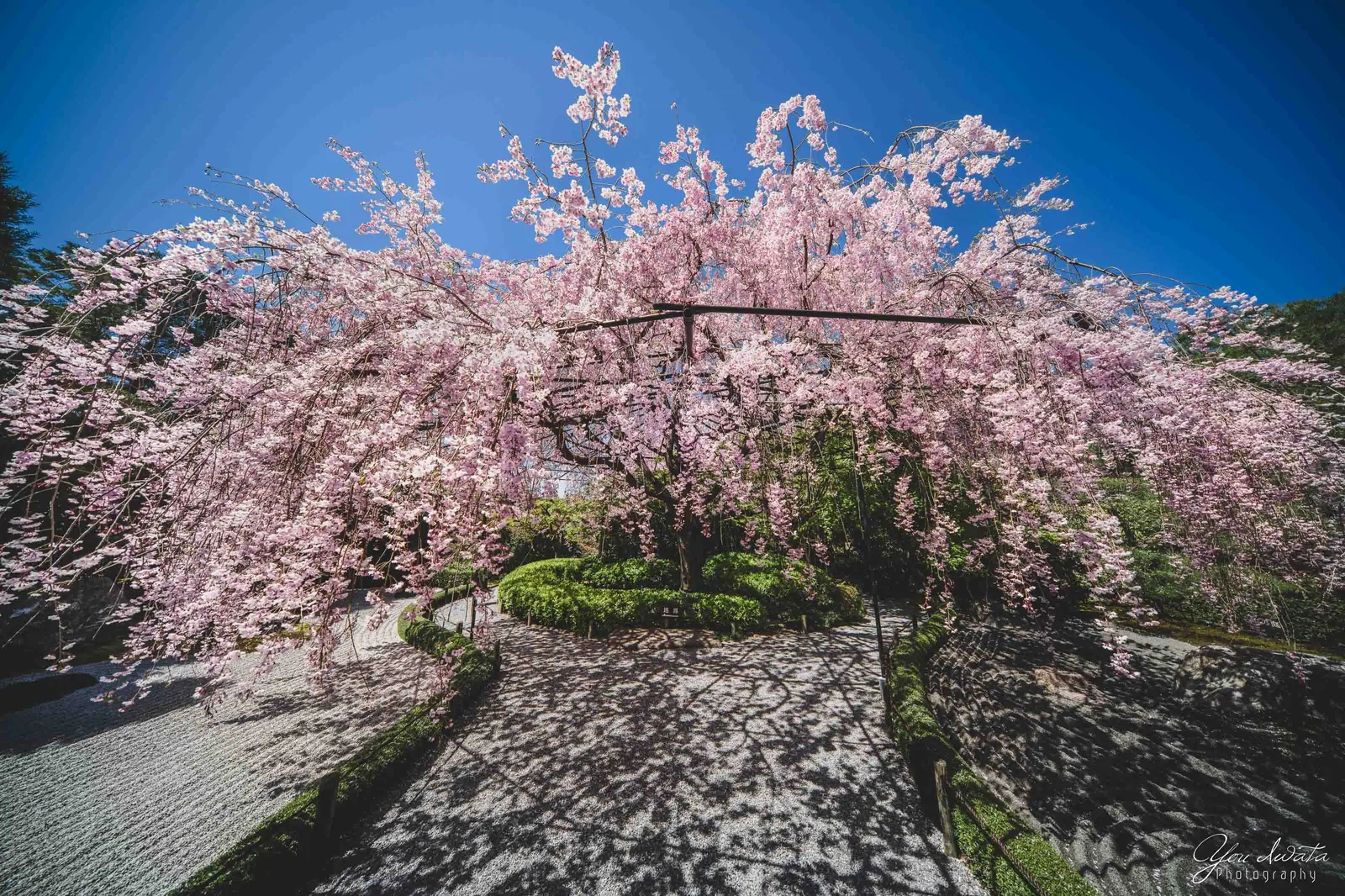 Weeping Cherry — 枝垂れ