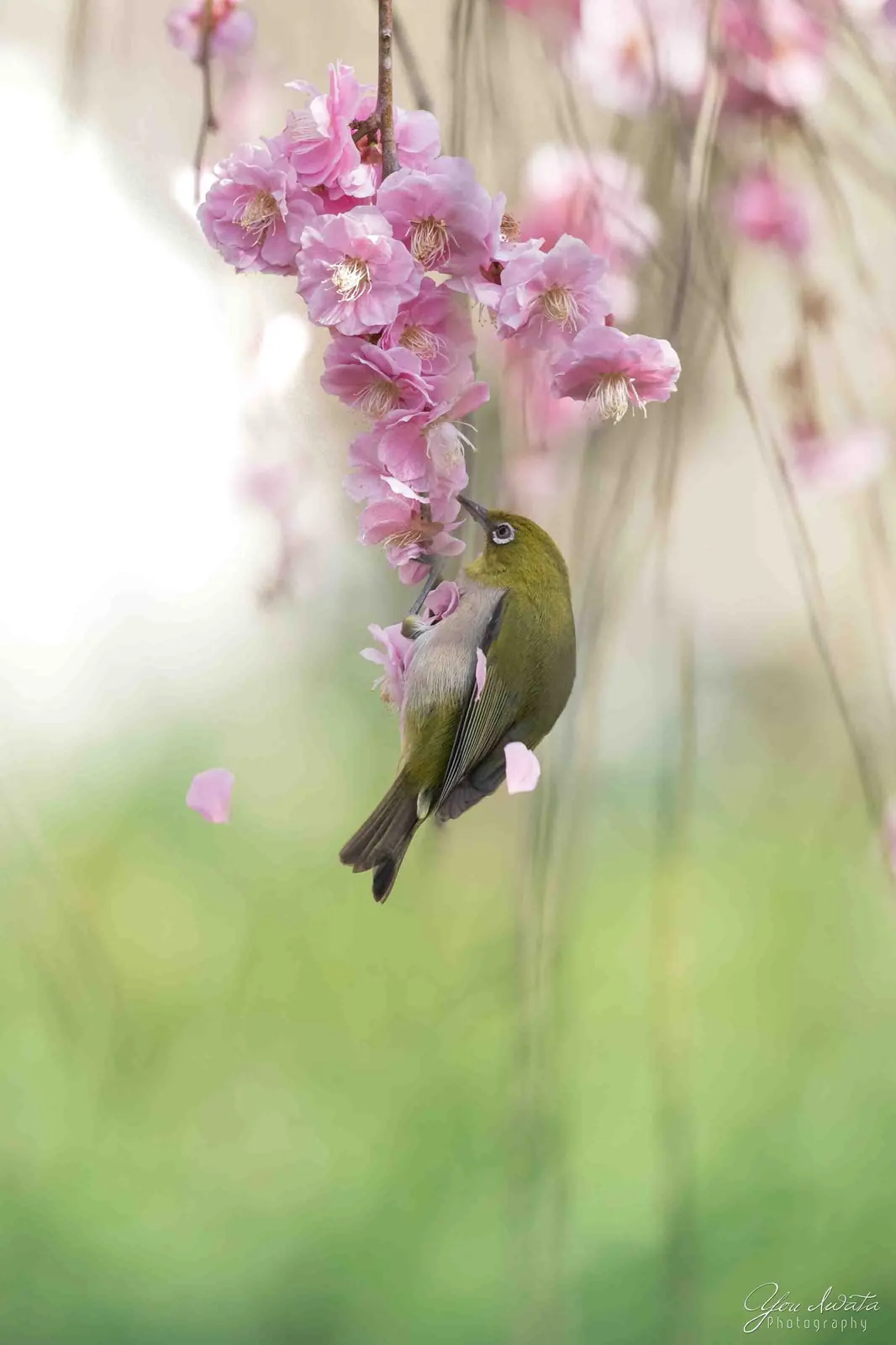 White-eye — 目白