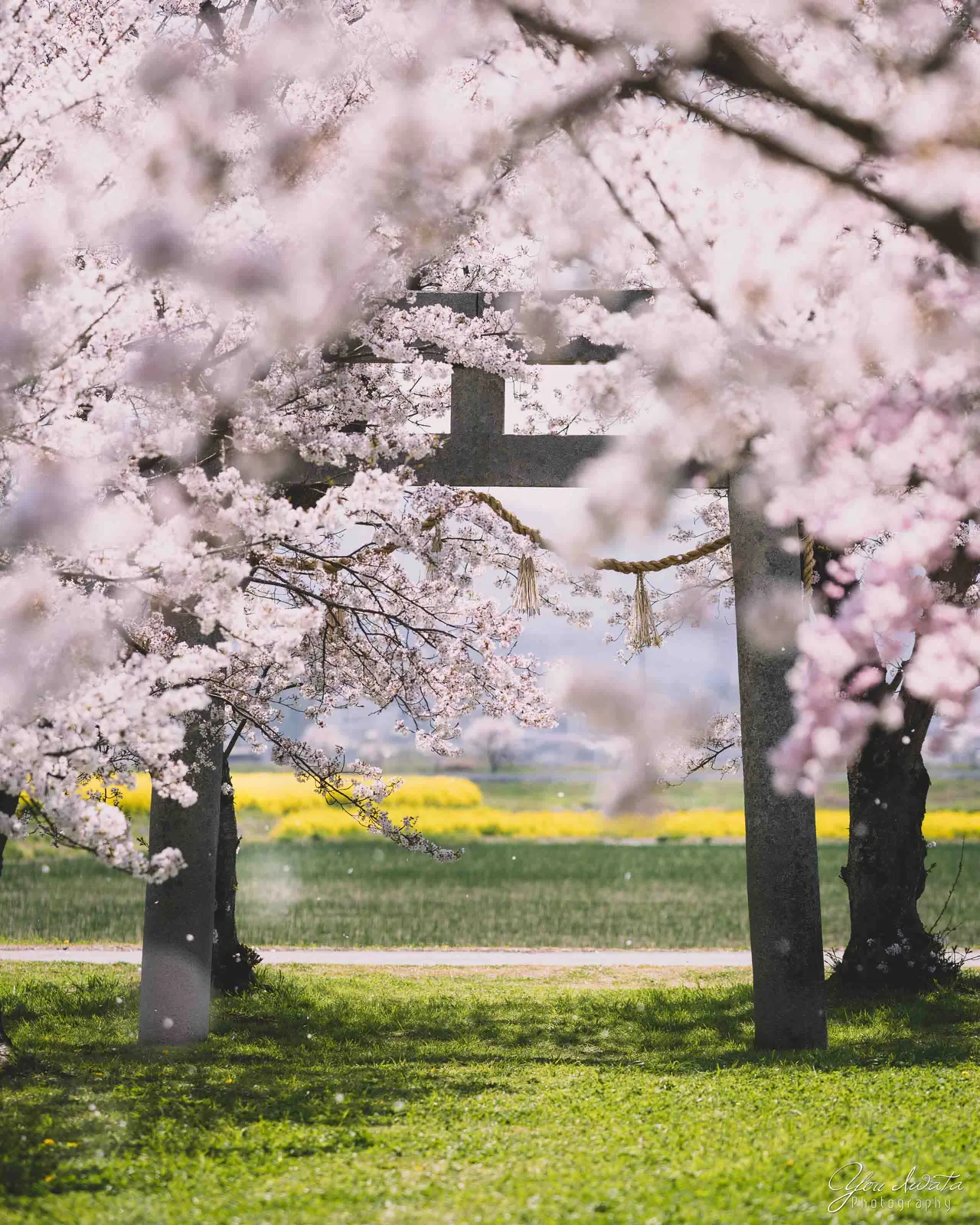 Blossom Torii — 花鳥居