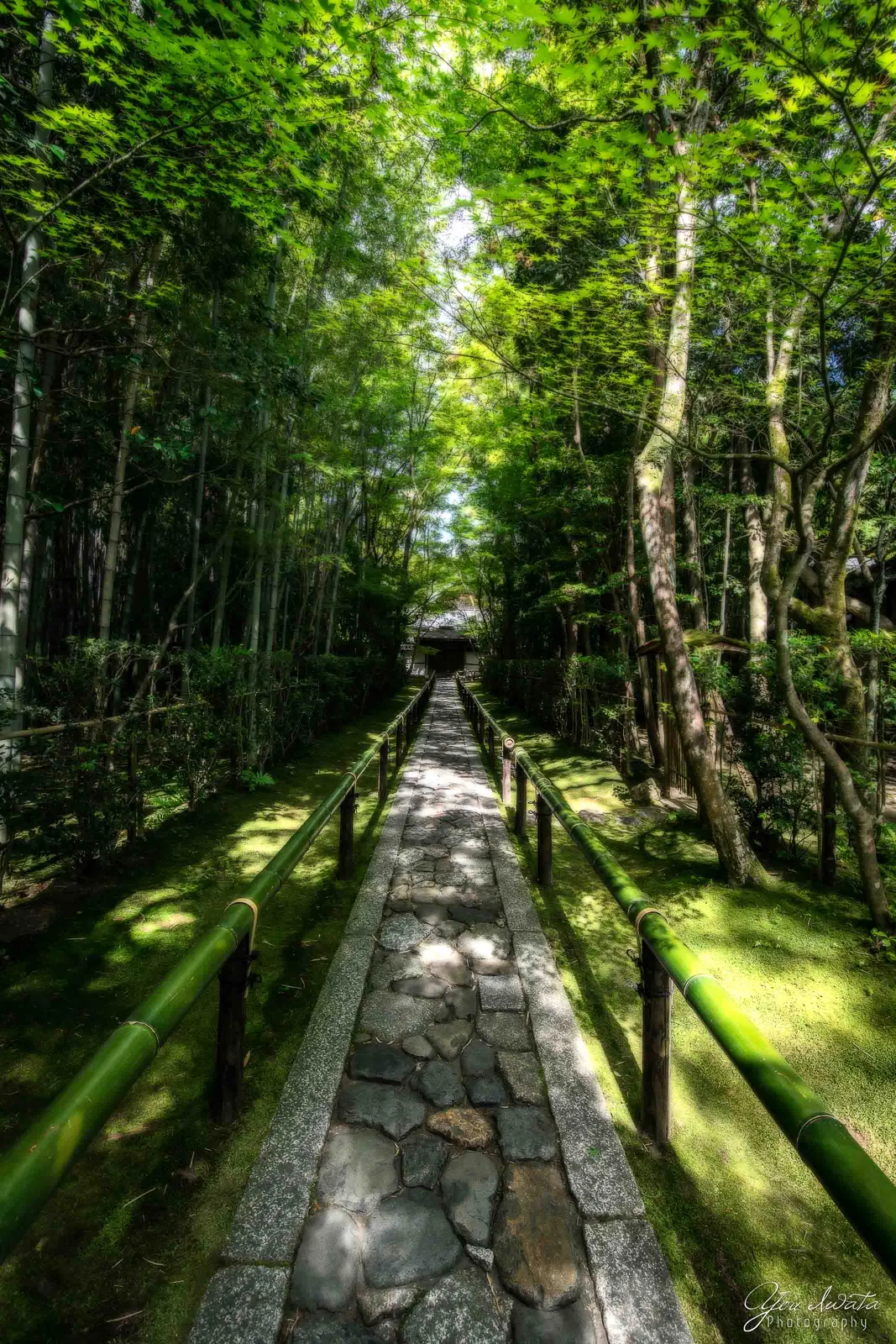 Green Bamboo — 青竹